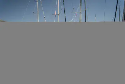 Calanthe - Photo 3