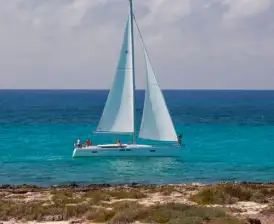 Phat Dolphin