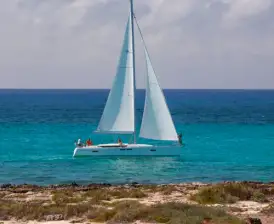 Phat Dolphin