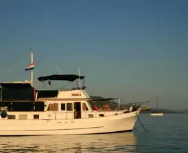 Sea Lion